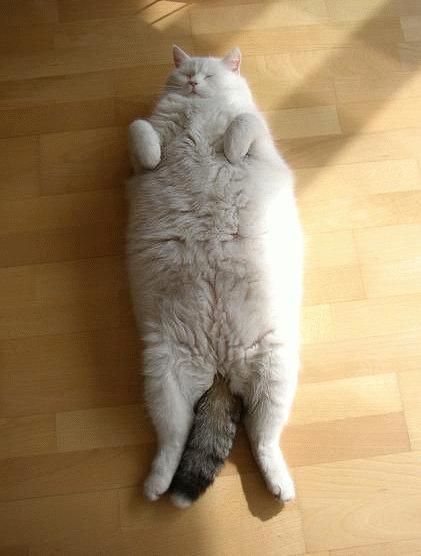 Fat White Cat