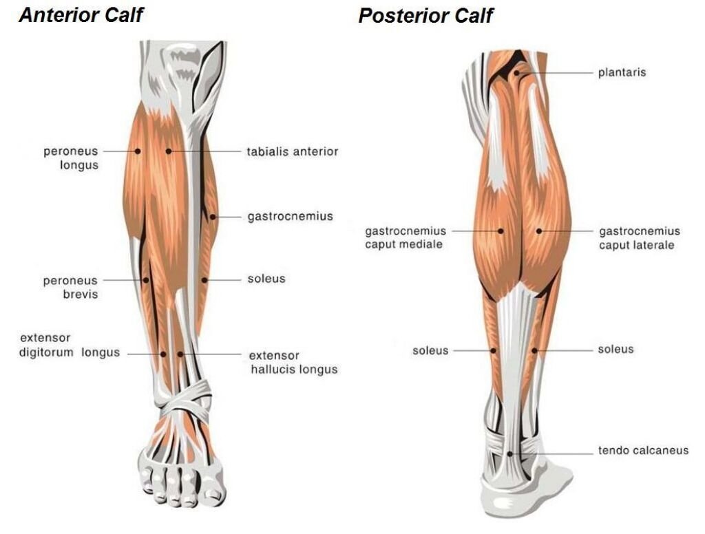 Anatomy Of Calf Muscle Graphical Display