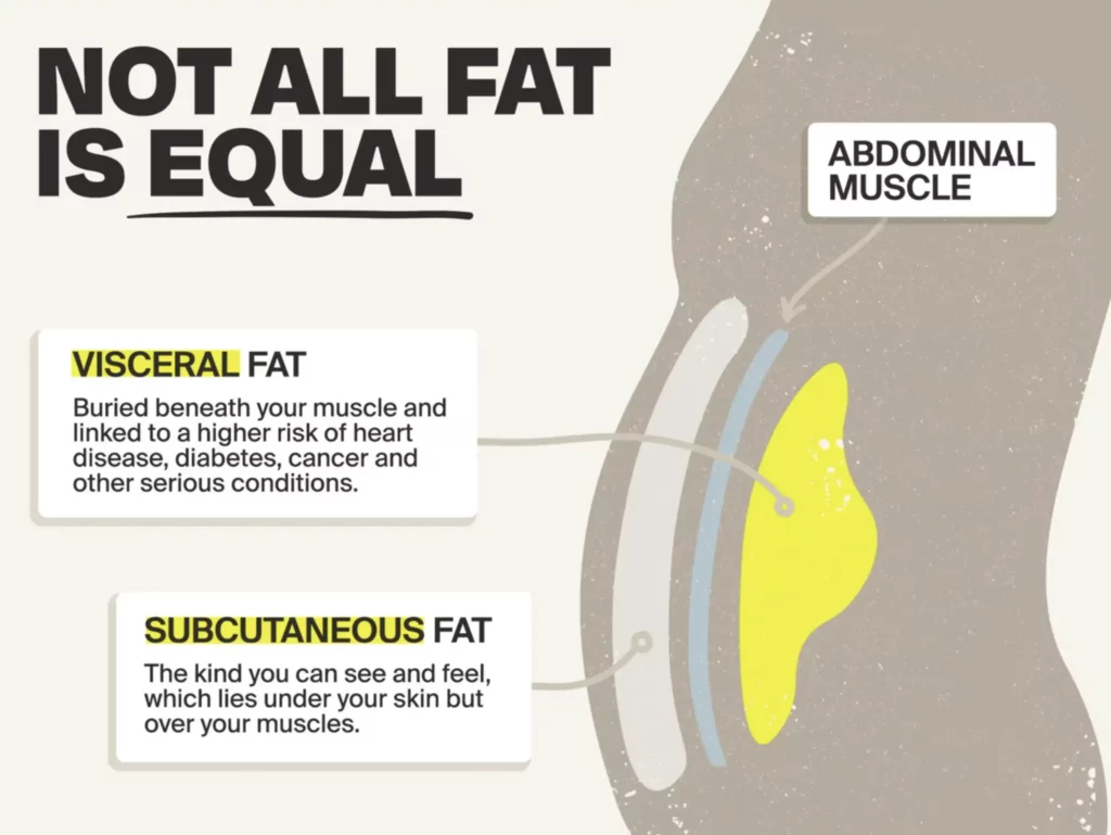 body fat chart visceral fat and subcutaneous fat infographic on how to Lose Belly Fat with a Science-Backed Approach